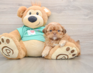 5 week old Shih Tzu Puppy For Sale - Windy City Pups