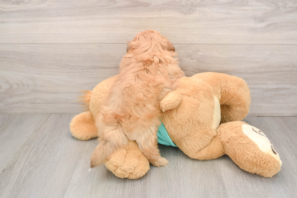 Small Shih Tzu Purebred Pup