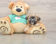 5 week old Shih Tzu Puppy For Sale - Windy City Pups