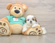5 week old Shih Tzu Puppy For Sale - Windy City Pups