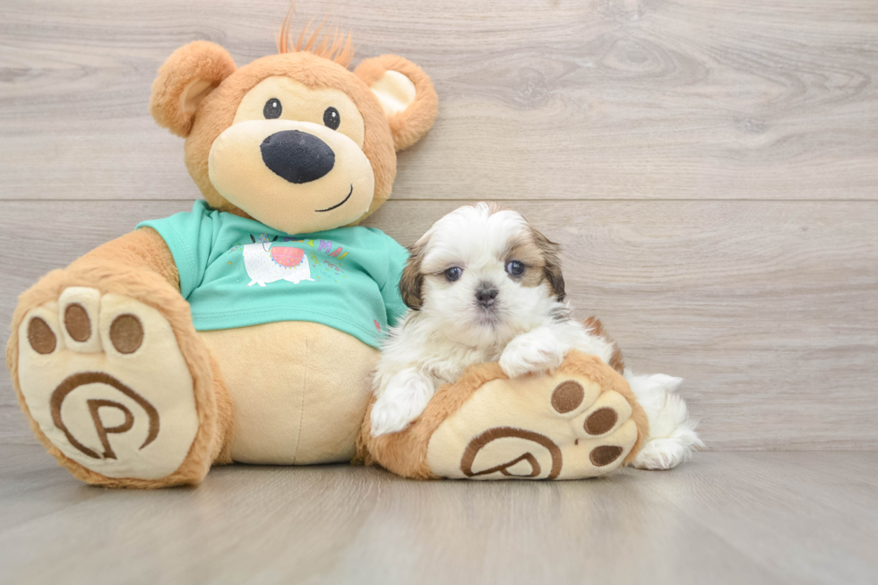 Shih Tzu Pup Being Cute