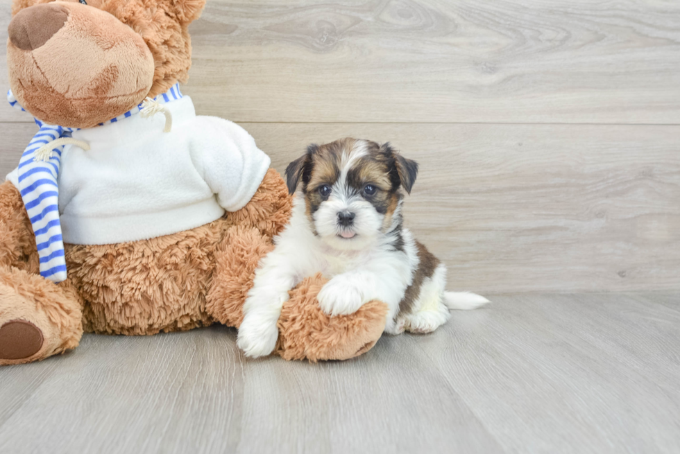 Popular Shorkie Designer Pup