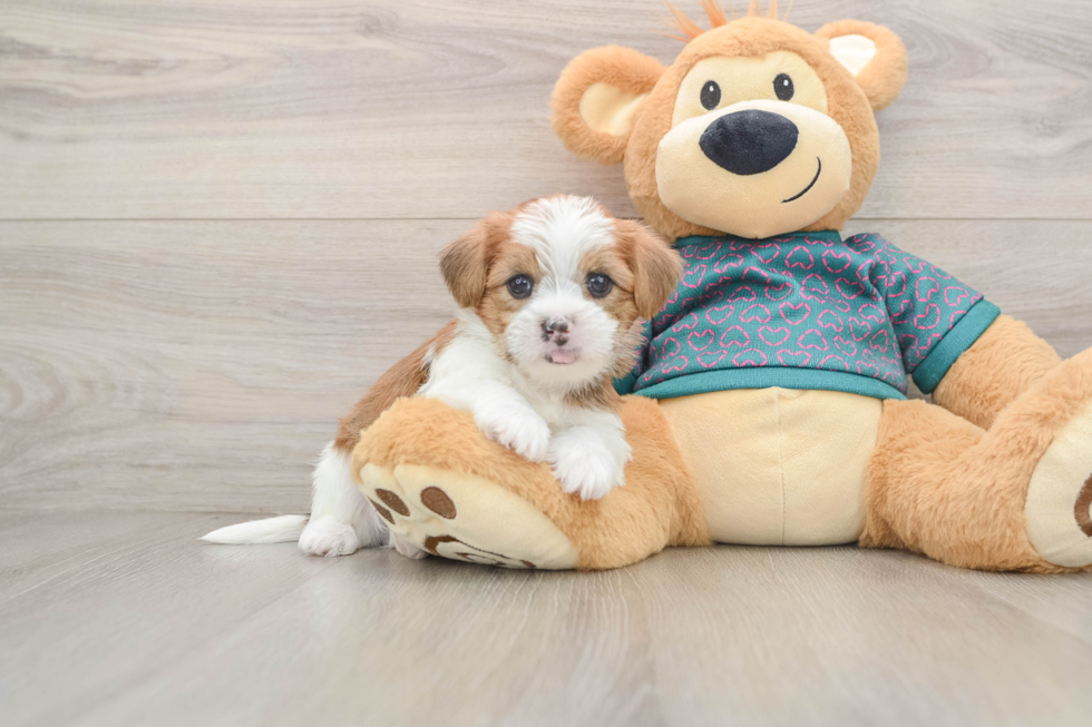 Smart Shorkie Designer Pup