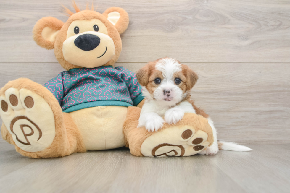 Popular Shorkie Designer Pup