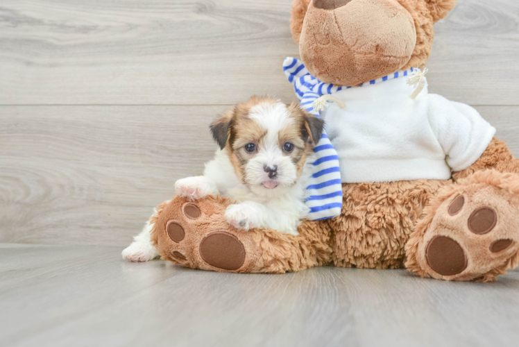 Little Shorkie Tzu Designer Puppy