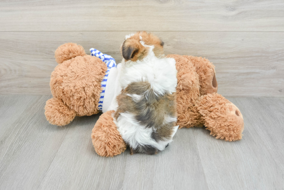 Shorkie Pup Being Cute