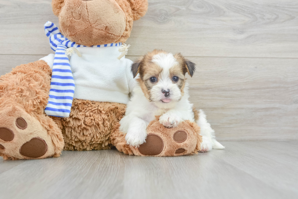 Shorkie Puppy for Adoption