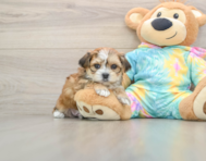 5 week old Shorkie Puppy For Sale - Windy City Pups