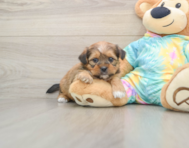 5 week old Shorkie Puppy For Sale - Windy City Pups