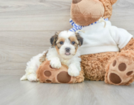 5 week old Shorkie Puppy For Sale - Windy City Pups