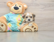 5 week old Shorkie Puppy For Sale - Windy City Pups