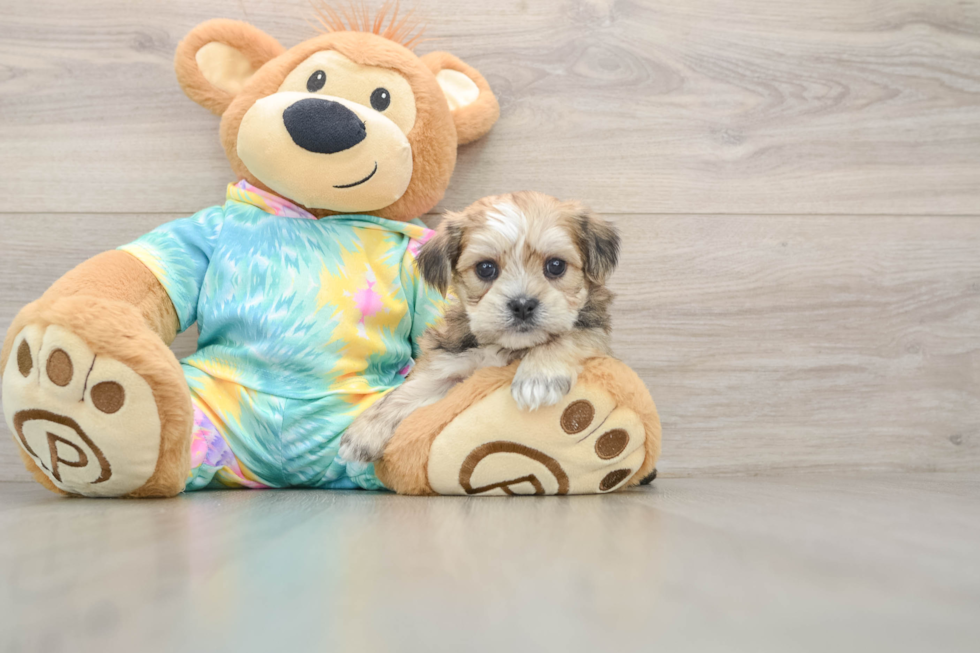 Sweet Shorkie Baby