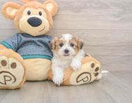 5 week old Shorkie Puppy For Sale - Windy City Pups