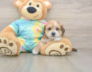 6 week old Shorkie Puppy For Sale - Windy City Pups