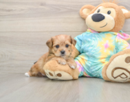 5 week old Shorkie Puppy For Sale - Windy City Pups