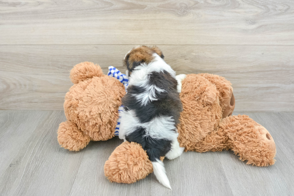 Shorkie Puppy for Adoption