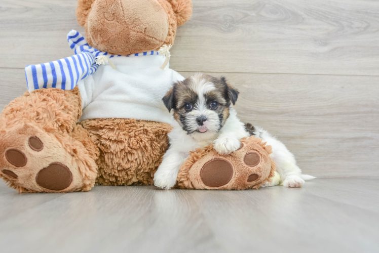 Hypoallergenic Shorkie Tzu Designer Puppy