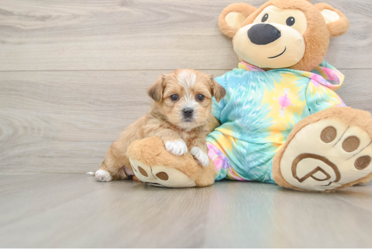 Cute Shorkie Baby