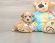 6 week old Shorkie Puppy For Sale - Windy City Pups