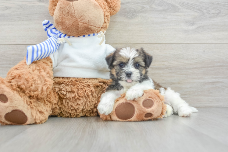 Playful Shorkie Tzu Designer Puppy