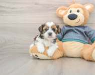 5 week old Shorkie Puppy For Sale - Windy City Pups