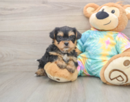 8 week old Shorkie Puppy For Sale - Windy City Pups