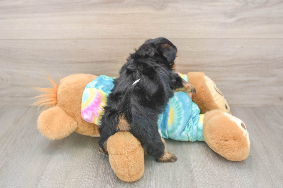 Friendly Shorkie Baby