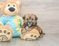 6 week old Shorkie Puppy For Sale - Windy City Pups