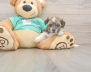 5 week old Shorkie Puppy For Sale - Windy City Pups