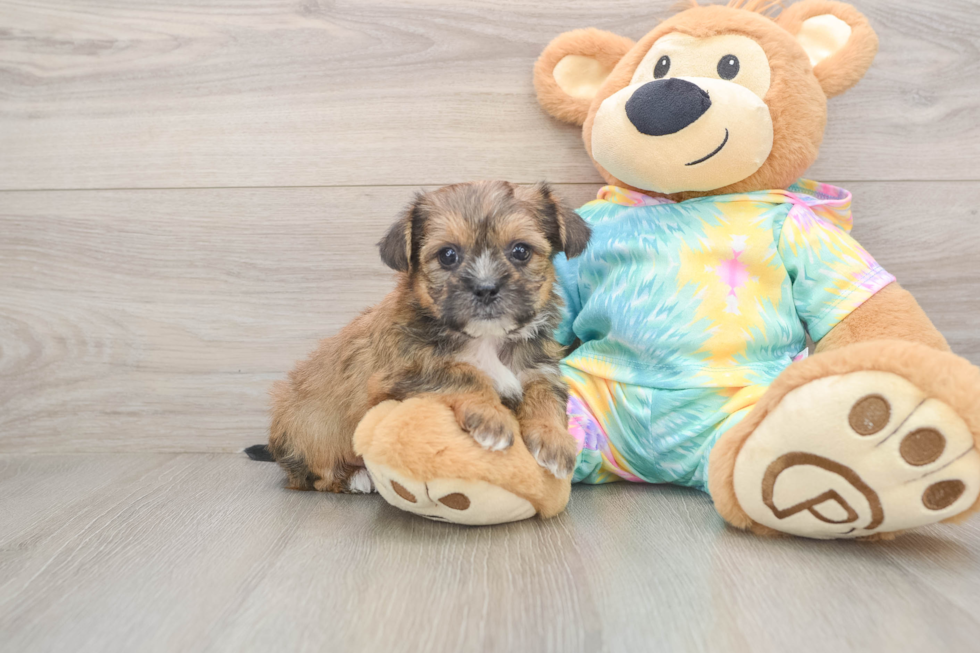 Best Shorkie Baby