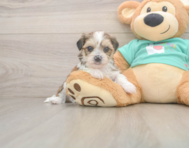 5 week old Shorkie Puppy For Sale - Windy City Pups