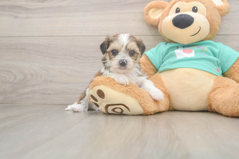 5 week old Shorkie Puppy For Sale - Windy City Pups