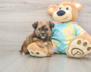 6 week old Shorkie Puppy For Sale - Windy City Pups