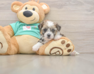 5 week old Shorkie Puppy For Sale - Windy City Pups