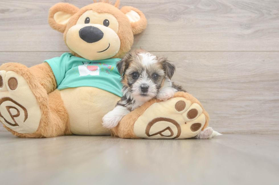 5 week old Shorkie Puppy For Sale - Windy City Pups