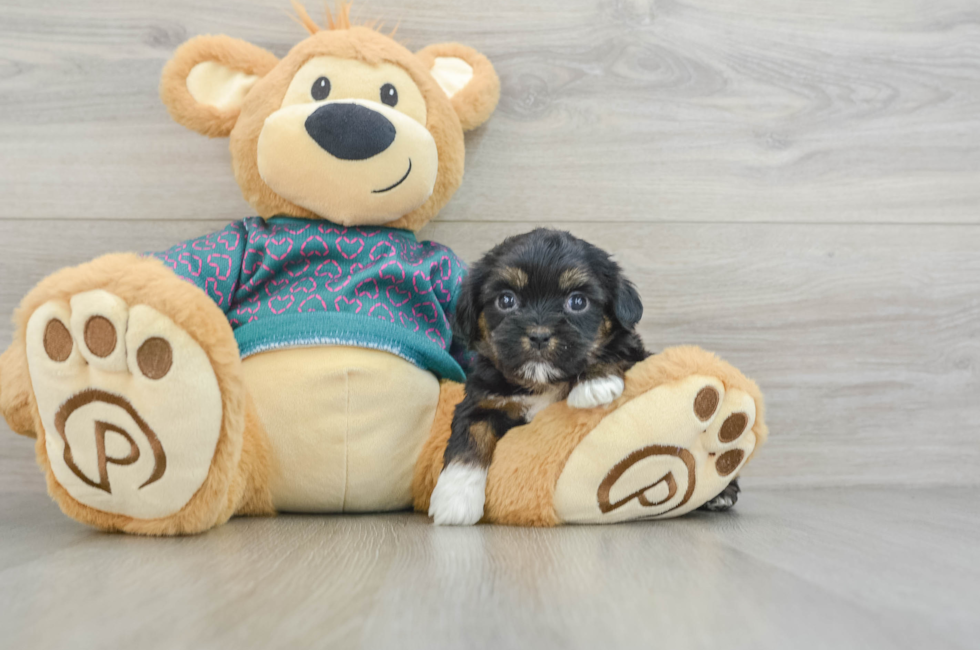 5 week old Shorkie Puppy For Sale - Windy City Pups