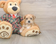 6 week old Shorkie Puppy For Sale - Windy City Pups