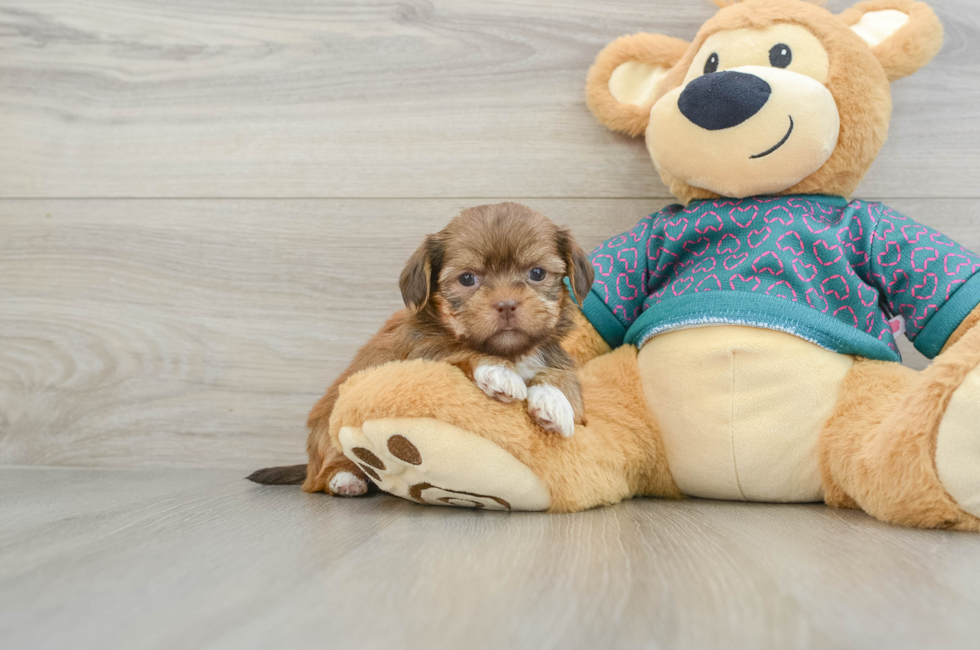 5 week old Shorkie Puppy For Sale - Windy City Pups