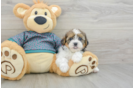 Hypoallergenic Shorkie Tzu Designer Puppy