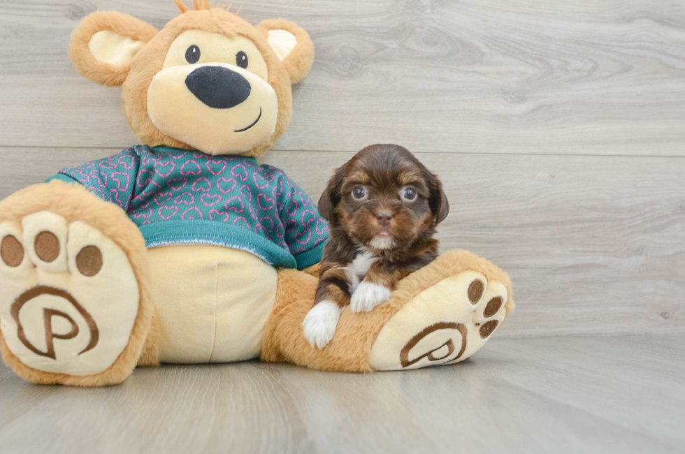 5 week old Shorkie Puppy For Sale - Windy City Pups