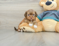 5 week old Shorkie Puppy For Sale - Windy City Pups