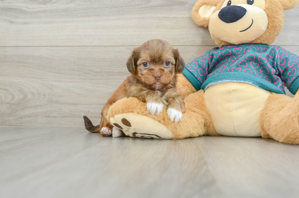 5 week old Shorkie Puppy For Sale - Windy City Pups