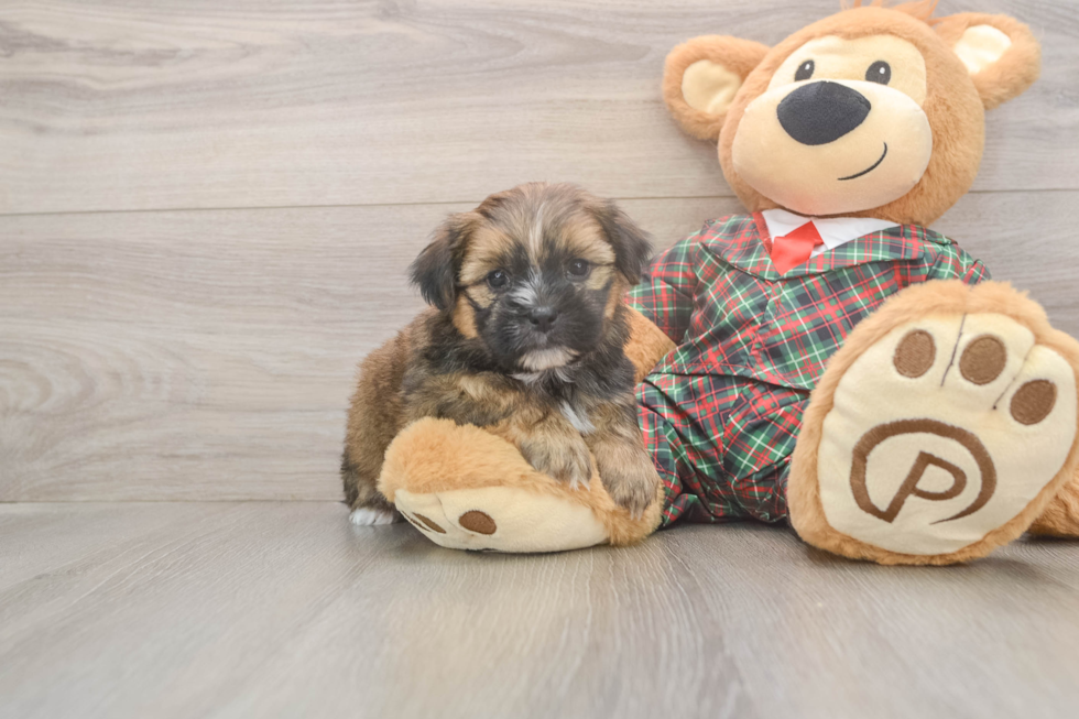 Funny Shorkie Designer Pup