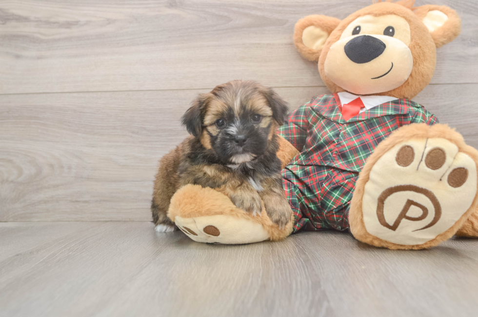 5 week old Shorkie Puppy For Sale - Windy City Pups