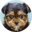 Shorkie Puppy For Sale - Windy City Pups