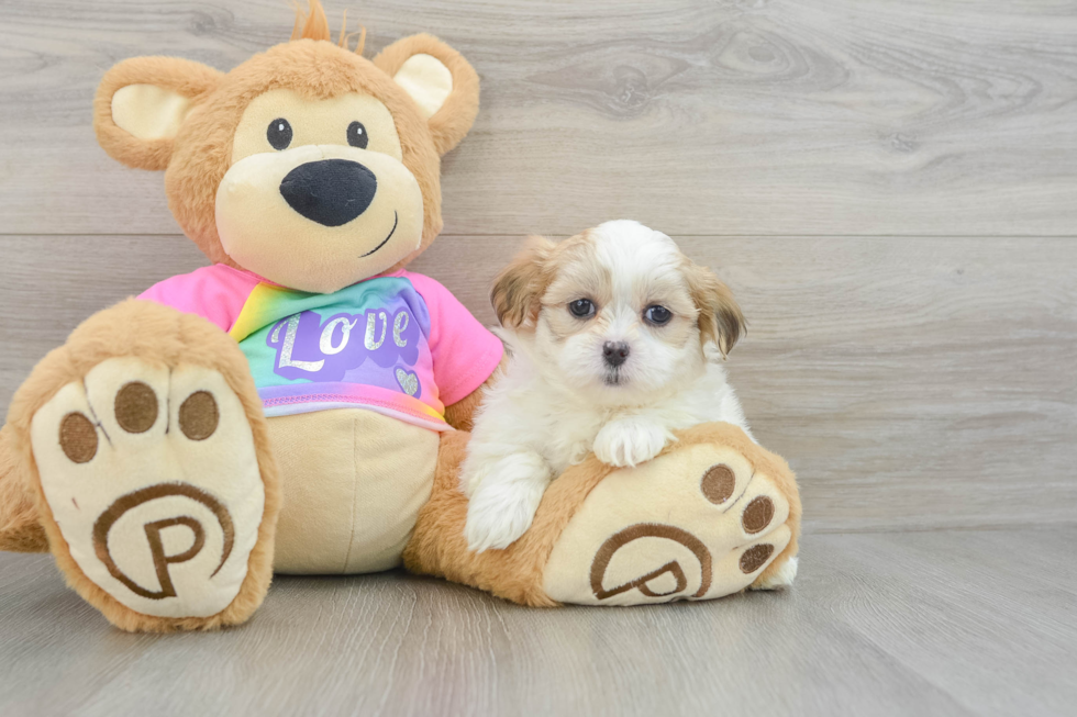 Teddy Bear Pup Being Cute