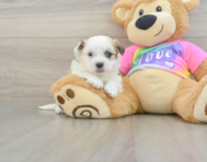 6 week old Teddy Bear Puppy For Sale - Windy City Pups