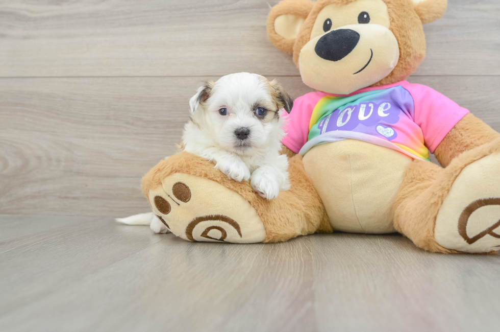 5 week old Teddy Bear Puppy For Sale - Windy City Pups