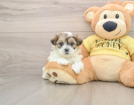5 week old Teddy Bear Puppy For Sale - Windy City Pups