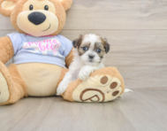 7 week old Teddy Bear Puppy For Sale - Windy City Pups